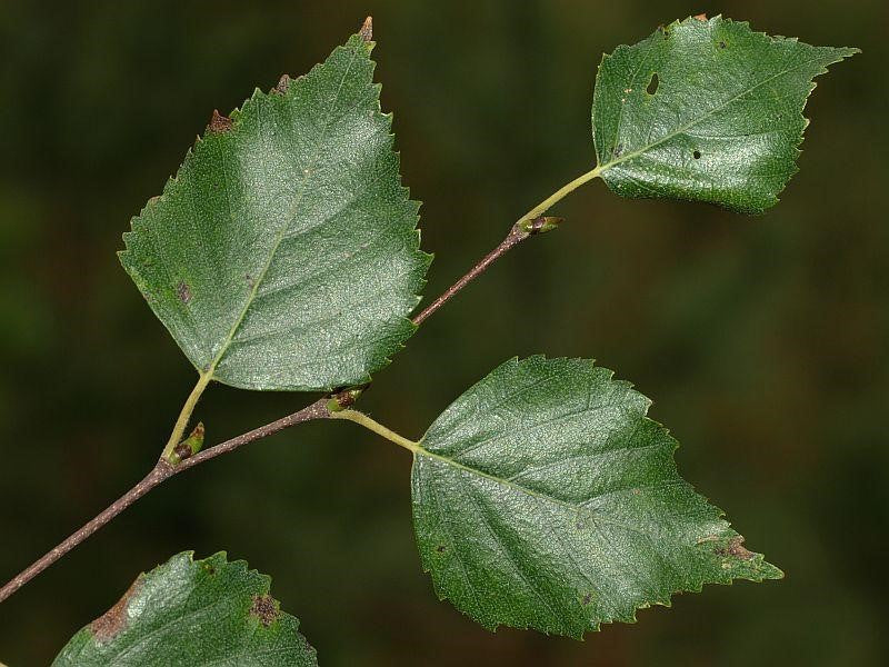 Depurare l’organismo: strategie nutrizionali e fitoterapiche