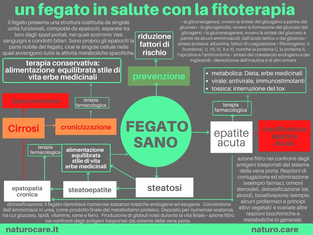 Il fegato come centro metabolico dell'organismo: percorsi fisiologici, prevenzione della steatosi e nuove prospettive fitoterapiche