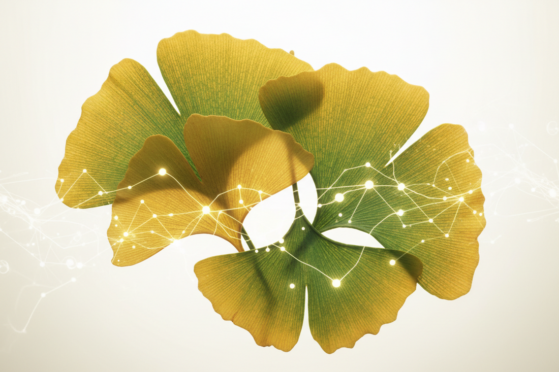 Ginkgo biloba, microcircolo cerebrale e protezione neuronale: il ruolo dell’ossigenazione del cervello