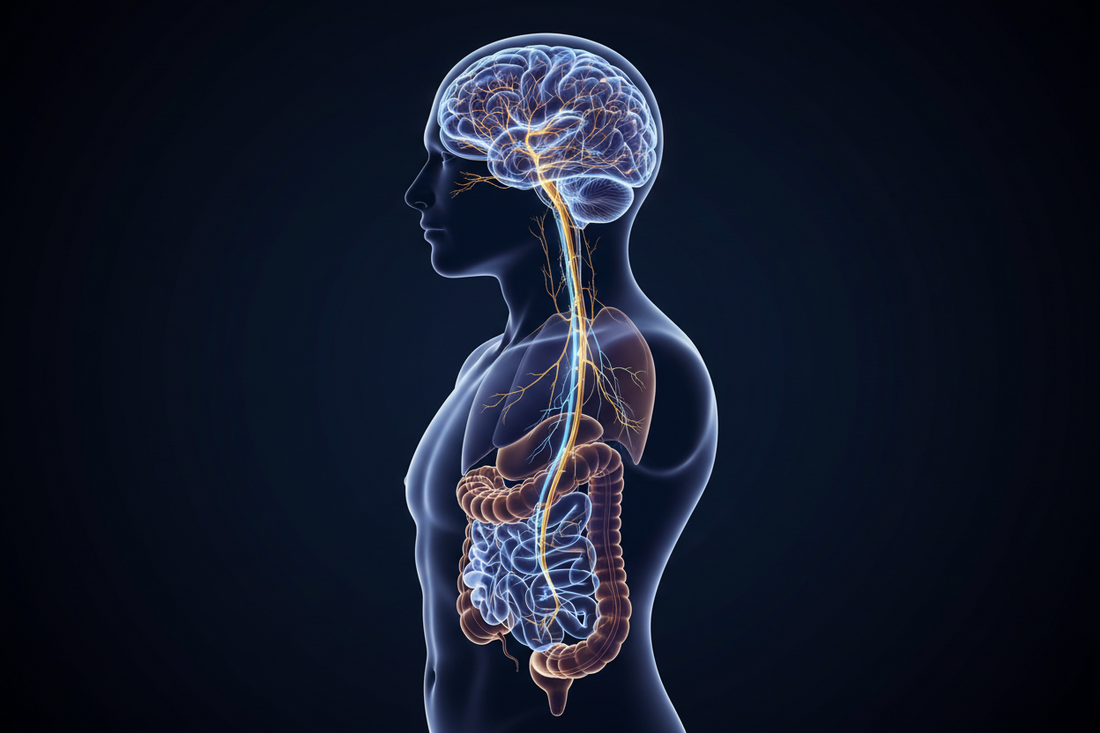 Intestino, microbiota e benessere mentale: il razionale di un percorso con BioAlcalino C e Cistaloe