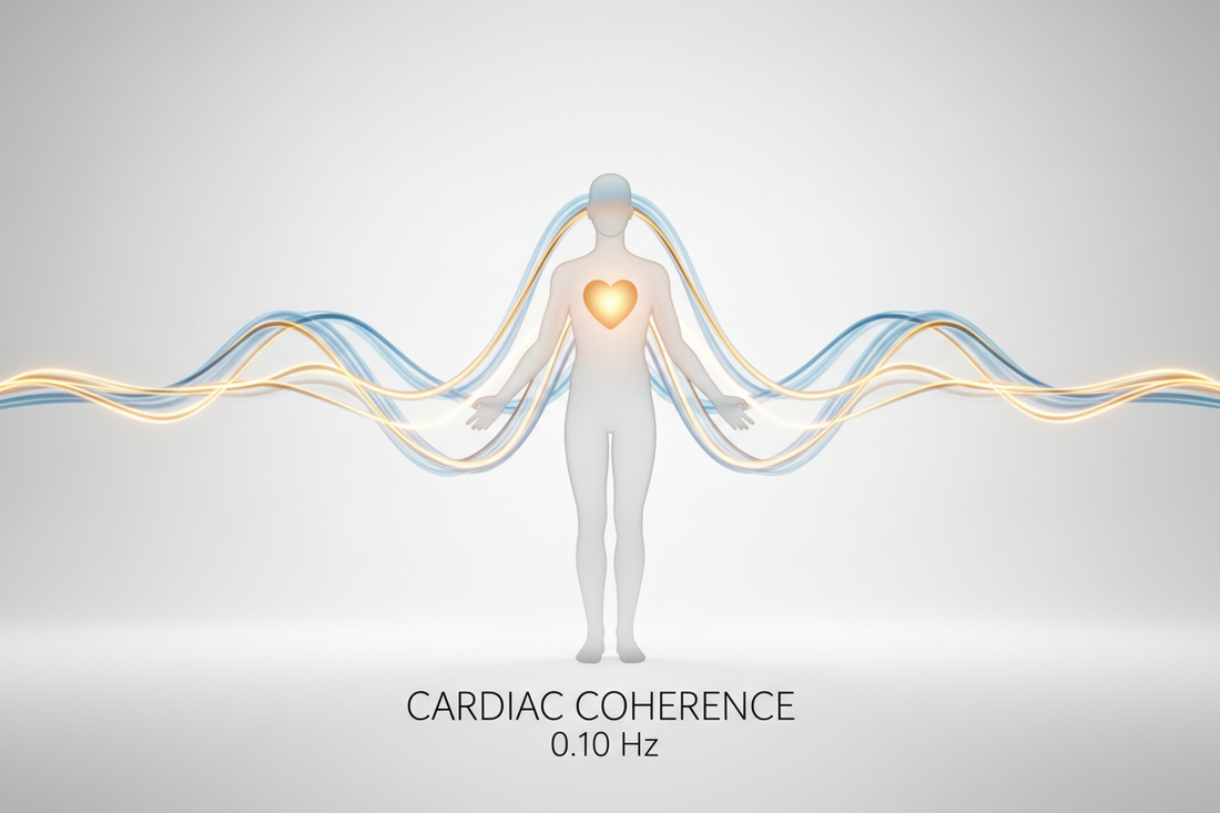 Fisiologia della Coerenza Cardiaca e della Mindfulness: BDNF, Neuroplasticità e il Potere Regolatorio del Cuore