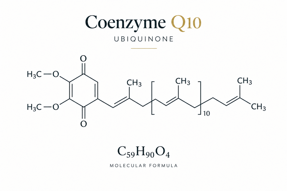 Coenzima Q10: Bioenergetica Cellulare, Biodisponibilità e Applicazioni Cliniche nella Longevità